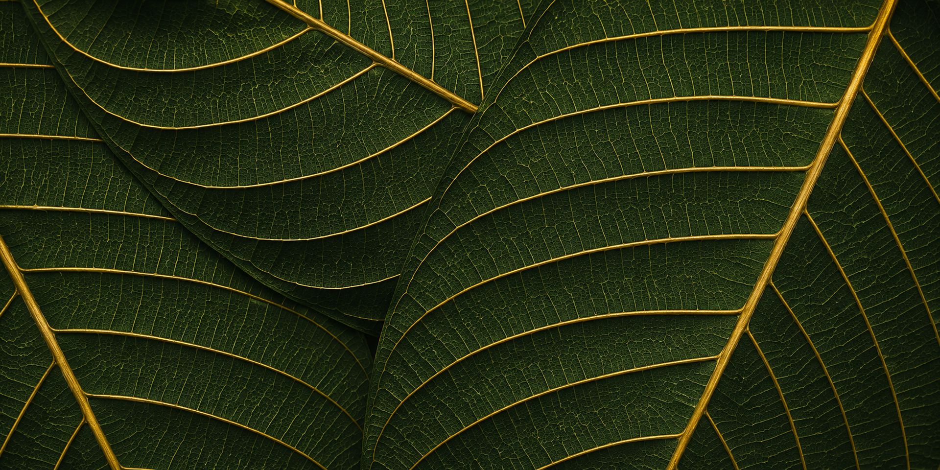 Macro detail of kratom leaves with golden veins